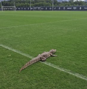  Jacaré invade CT do Vasco da Gama; confira